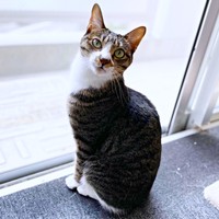 3歳、窓辺でニャルソックするソックスくん（画像提供：ソックスとビスケットさん）