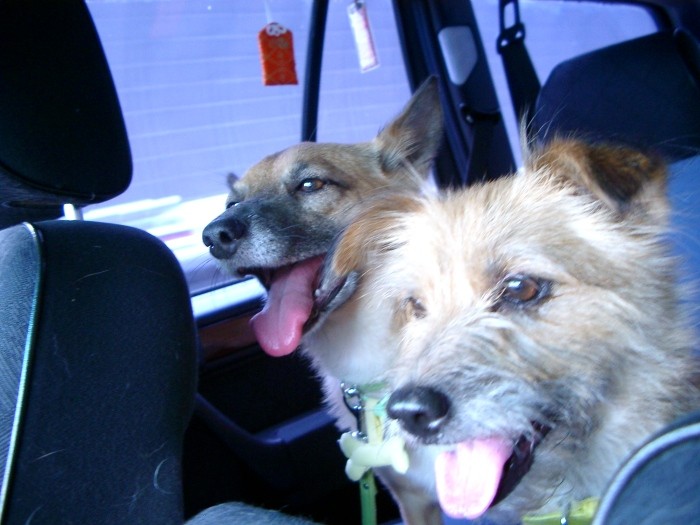 初代さくら６歳と２代目ジュリー４歳（推定）。ジュリーを保護団体から引き取って1カ月ほどの時期、すっかり仲良しに