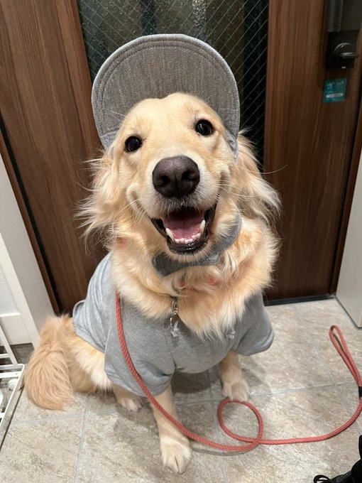 「お洋服はポックルを溺愛している夫によるコーデです」（提供：ロッカ❄️ポックル🌱さん）