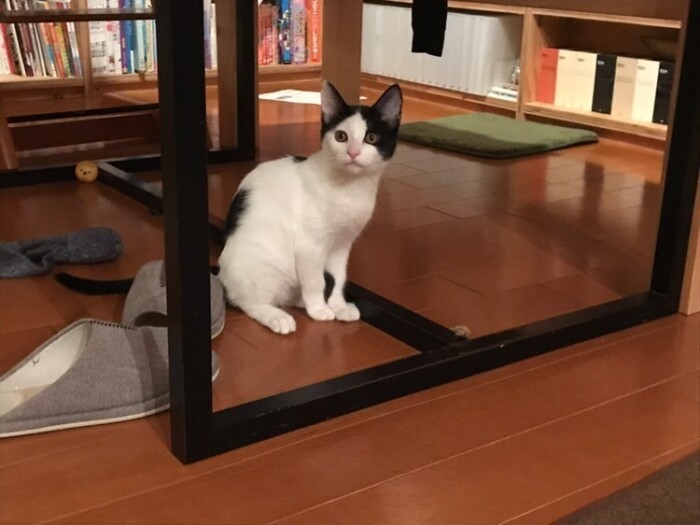 家にきたころの「むちゃ太郎」