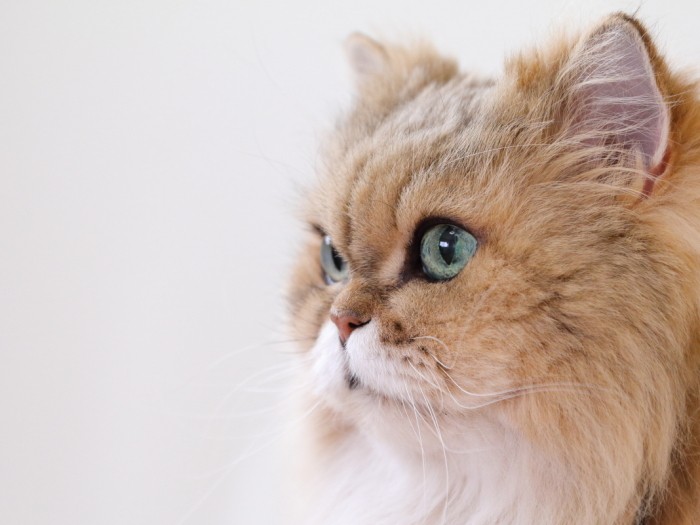 17歳の横顔、とっても美しくていつも見ほれていたそう（中尾亜希さん提供）