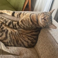 人間みたいに背もたれを使う