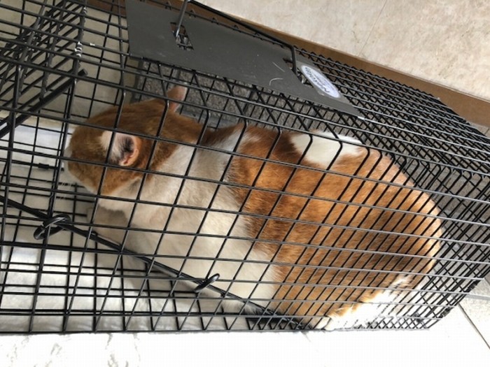 保護当時、足をけがしていた