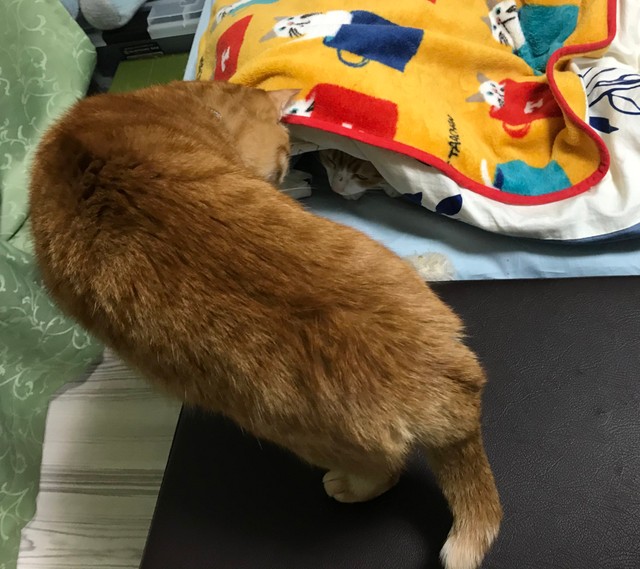 「クウちゃん見つけた！」byカイちゃん（提供写真）