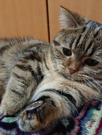 コインを転がして遊ぶあずきちゃん。こちらは500円玉（提供写真）