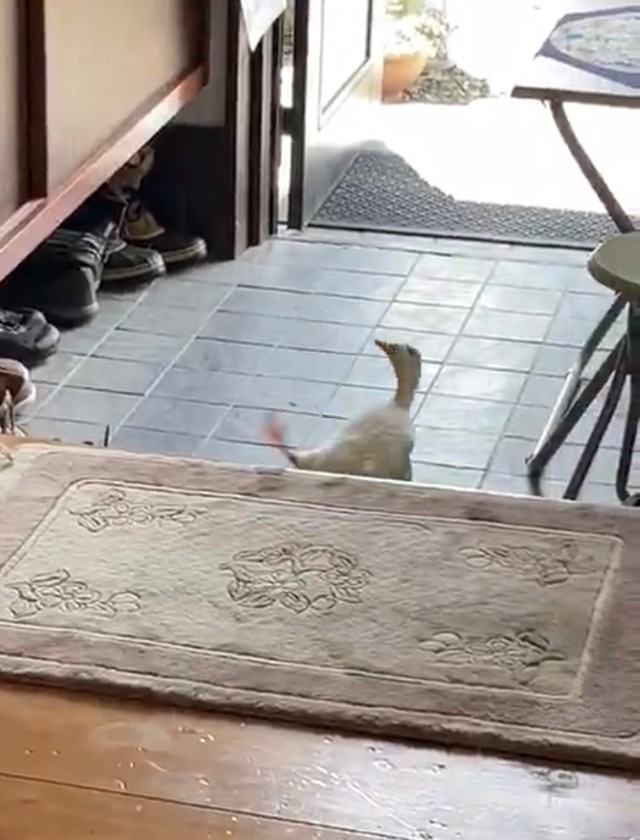 情けないよ...たまちゃん...（提供：どら@75kgさん）