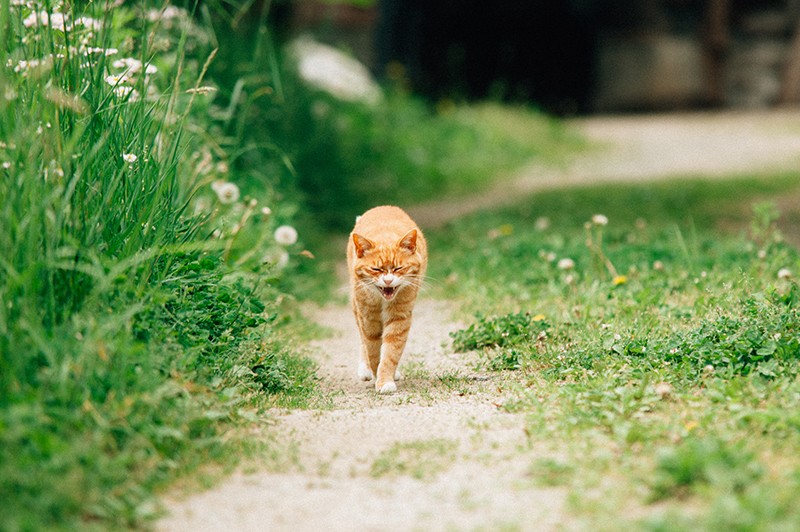 飯舘村で出会った「マメ」。いつも足元まで一直線に歩み寄ってきた（2012年6月3日撮影）