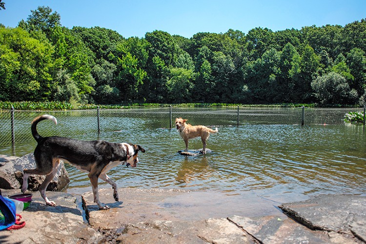 Dogs cool off at Dog beach in Prospect Park in the Brooklyn neighborhood of New York during a heat wave on Wednesday, July 20, 2022. Water bottles, with sweating beads of condensation, water guns, spraying in parks and inside apartments and fire hydrants transforming into sprinklers. These are some of the tools New Yorkers are using to work and play during the summer's first heat wave, as daily temperatures near 100 degrees. (Andrew Seng/The New York Times)