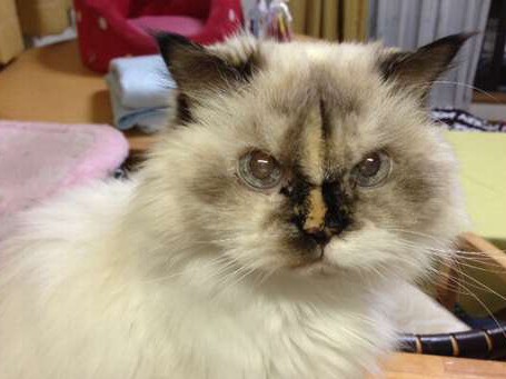 猫のアイちゃん１９歳、熊本地震で「関連死」　食欲なくし…