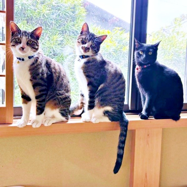 窓辺でニャルソックする（左から）チャームくん、ロッキーくん、ジョンちゃん（画像提供：みぃ～みぃ～ちゃんとジャミラズさん）