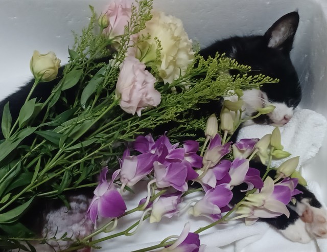 地域猫のアゴたんが下半身を血で汚した状態で死んでいたのを発見（寧波さん提供）