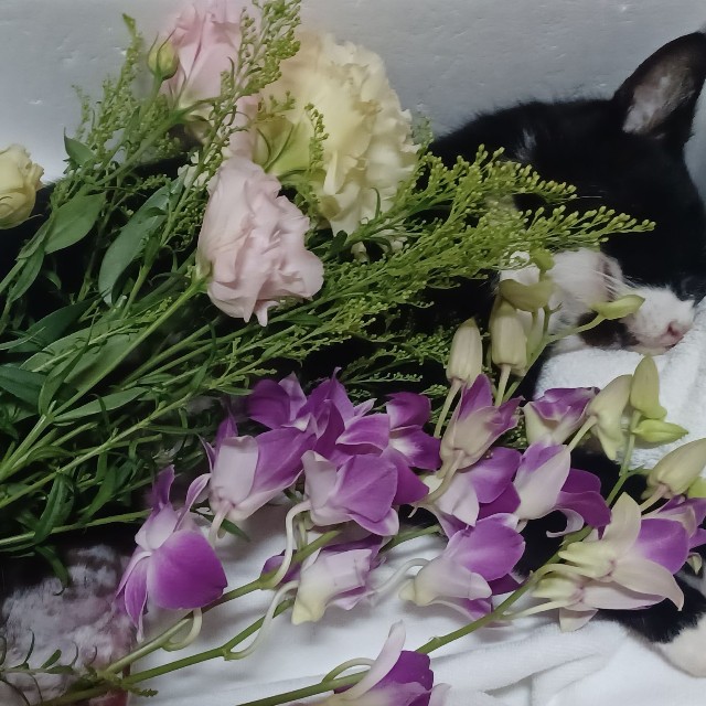 地域猫のアゴたんが下半身を血で汚した状態で死んでいたのを発見（寧波さん提供）