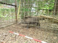 捕獲されたイノシシ　提供：栗林公園観光事務所