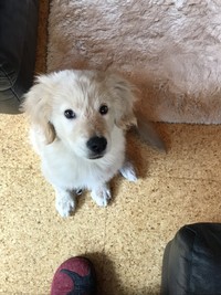 ジンくんは、2年ほど前にホームセンターのペットショップで売れ残っていた子犬だったという（提供写真）