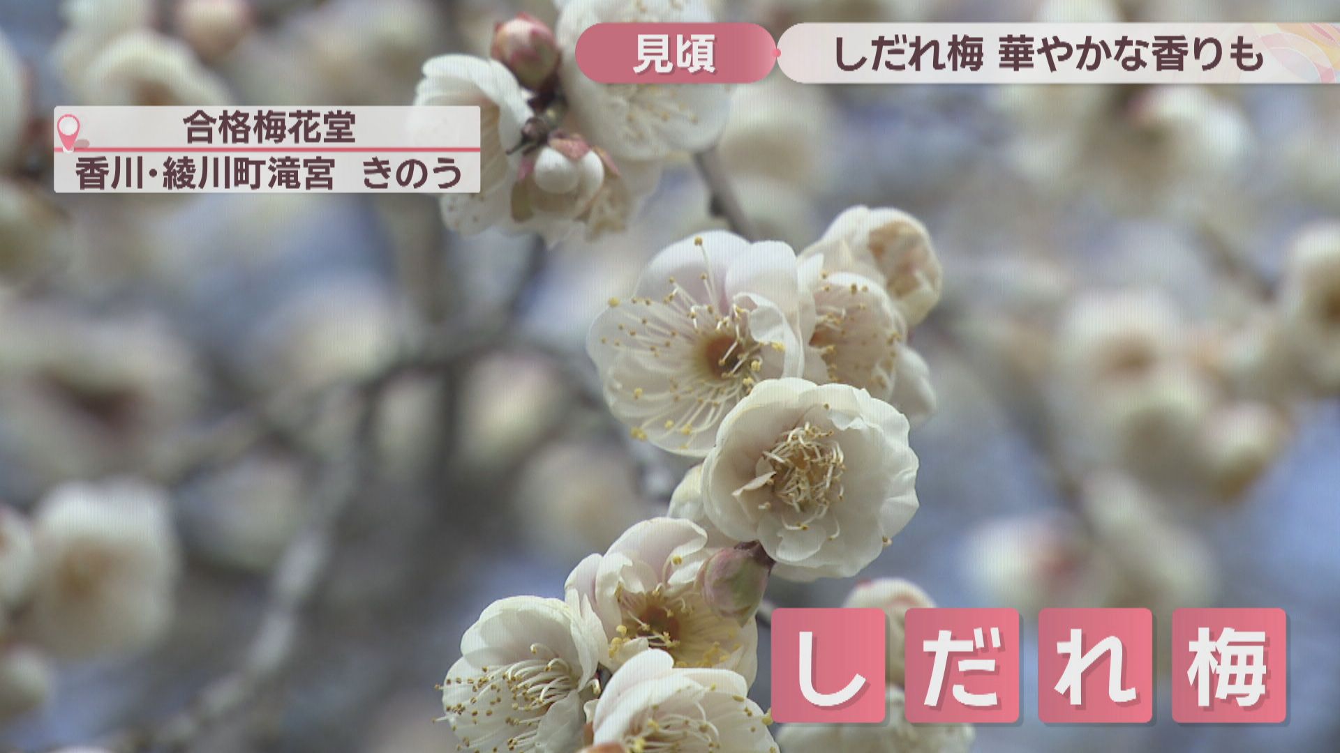 空から降り注ぐよう…「しだれ梅」が早くも見頃 2026年は寒暖差が激しく
