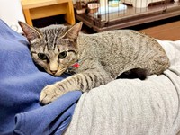 ぴとっとくっついて甘えるかえでちゃん（画像提供：琥みっちゃきぃ@保護猫さん）