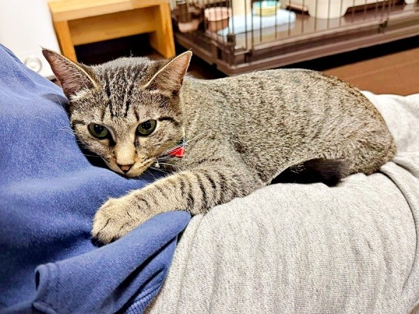 ぴとっとくっついて甘えるかえでちゃん（画像提供：琥みっちゃきぃ@保護猫さん）