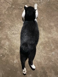 保護前、公園で寝そべるハッチャン（画像提供：ハッチャンさん）