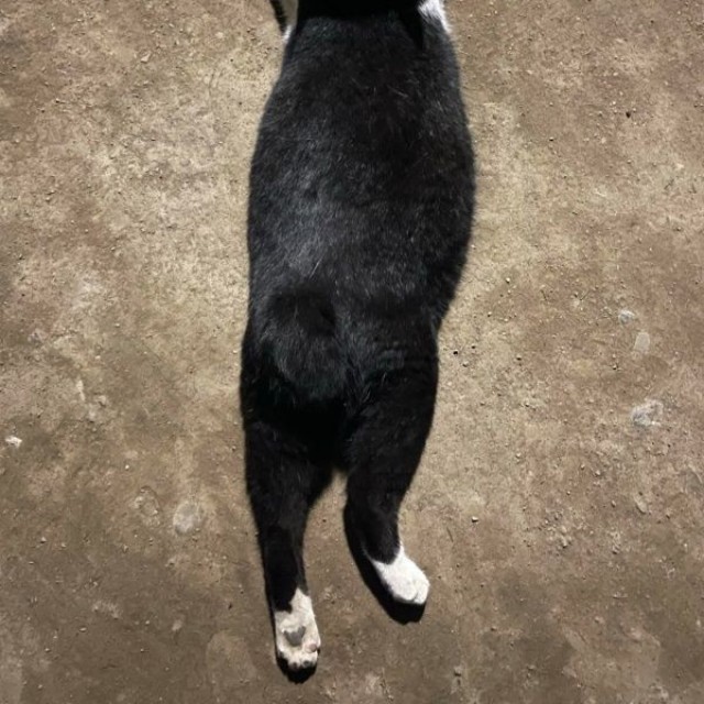 保護前、公園で寝そべるハッチャン（画像提供：ハッチャンさん）