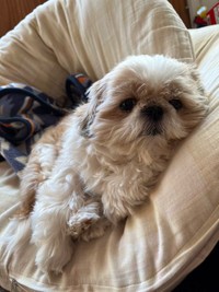 まったり過ごすおすしちゃん＝小谷&名犬おすし号さん（@bushidojodo）提供