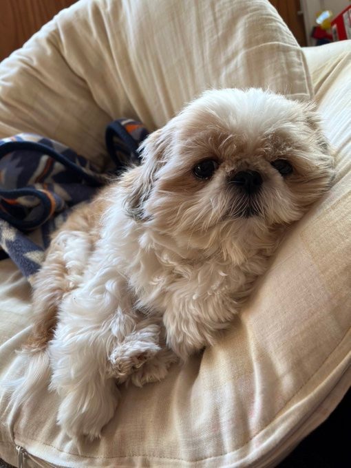 まったり過ごすおすしちゃん＝小谷&名犬おすし号さん（@bushidojodo）提供