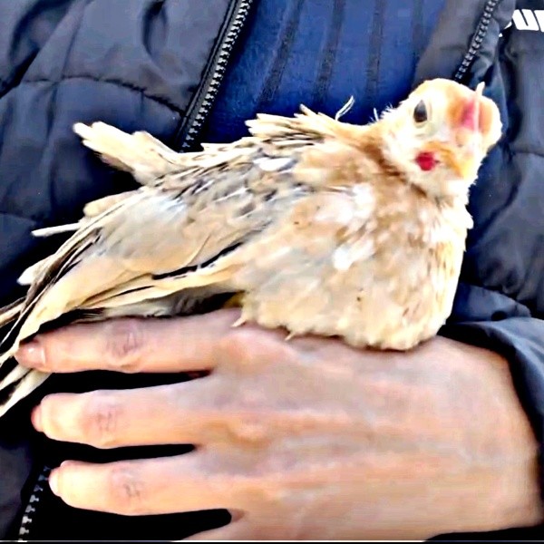 生後3カ月。お迎えして一緒に家に帰るゴマちゃん（画像提供：ぴいちょさん）