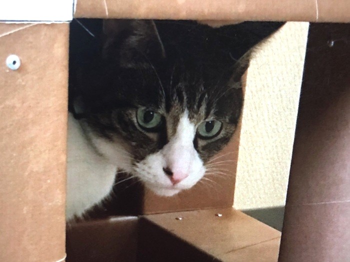 隠れているつもりです