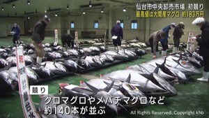 仙台市中央卸売市場　クロマグロの初競り　最高値はすしチェーン「うまい鮨勘」が落札
