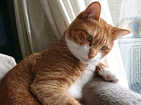 保護猫カフェから来た「福」　きれいな白色がタキシードみたい