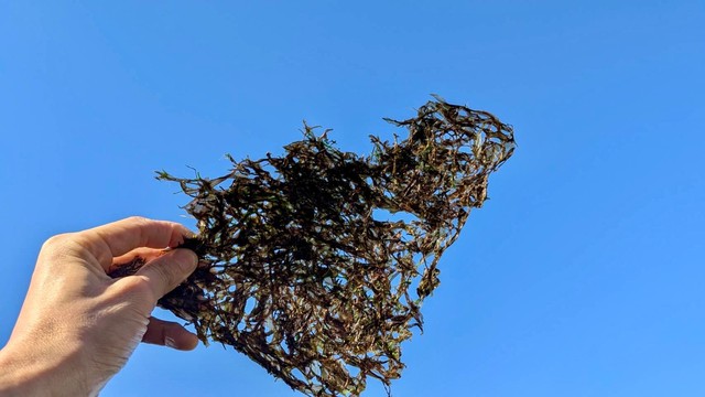 おばあちゃまからいただいた大切な能登半島の海苔（提供：そらさん）