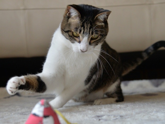 私だって負けない～