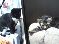 キリっとした面持ちでヤンヤンくんを見つめるトントンくん