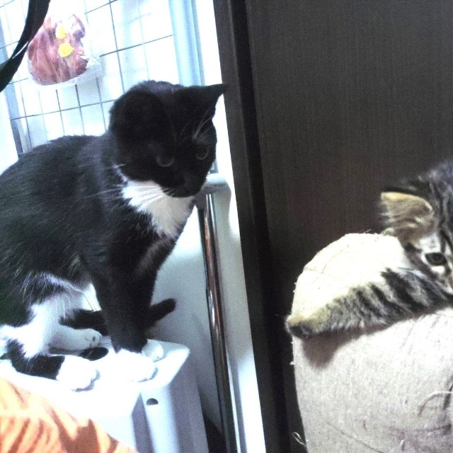 キリっとした面持ちでヤンヤンくんを見つめるトントンくん