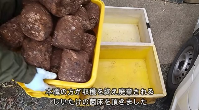 しいたけの菌床を譲り受けたそう／投稿主さん提供