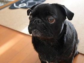 今朝もおいしいもの、ちょうだい？　おっとりパグ「うるま」
