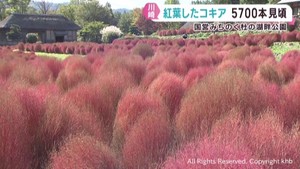 赤く染まったコキアが見頃　宮城・みちのく杜の湖畔公園