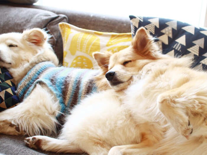 しょっちゅう大吉を枕にする福助