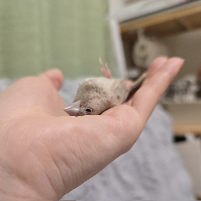 心から飼い主様を信頼して命をあずけているのが伝わってきます（画像提供：かなめ＠siri 梵くらさん）