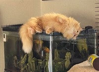 ネコランドさんの奥さんがエマちゃんを確保しようと近づいたら、ゴロンと寝転がって動かなくなったという（提供写真）