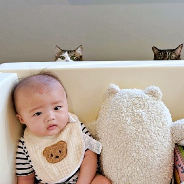 ベビーサークルの向こうからひょっこり！（左から）とろくん、みろくん（画像提供：hwhwhuhwさん）