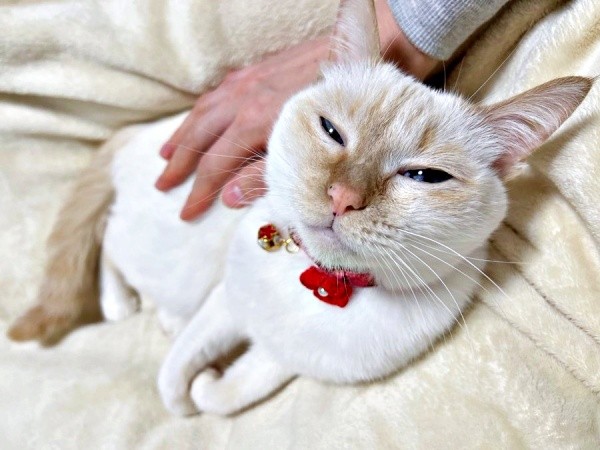 なでなでされてうっとりするひなたちゃん（画像提供：hinataさん）