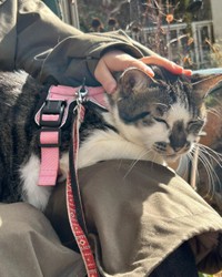 撫でられて嬉しそうなさんたちゃん＝santatogenさん提供
