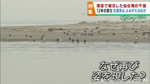 津波で壊滅的な被害を受けた仙台湾の干潟　よみがえる生態系