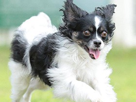 お散歩大好き、走るの大好き！　片耳は垂れ耳のチワワ「アース」