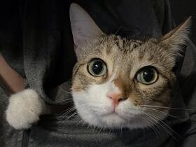 キジトラの猫「トト」は家族の太陽　一時は不仲だった家族を一つのチームに！