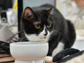 “猫社員”がいる会社　どんどん増えて10匹、業績も右肩上がり