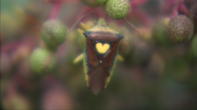 思わず目がハート！カワイイ生き物　岡山