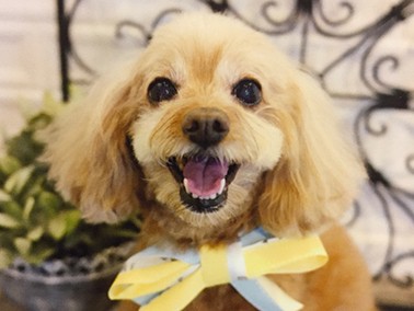 「要求吠えはダメ！」としつけたら…　愛犬が編み出した作戦