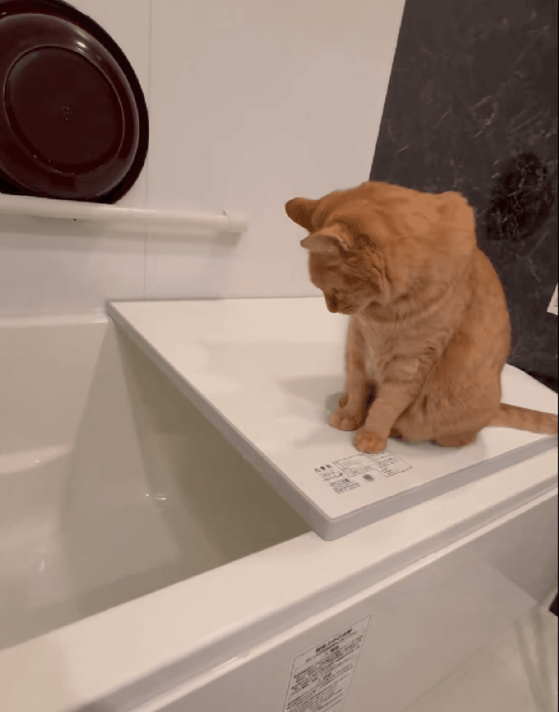 お湯溜まるのが待ち遠しいこいもちゃん