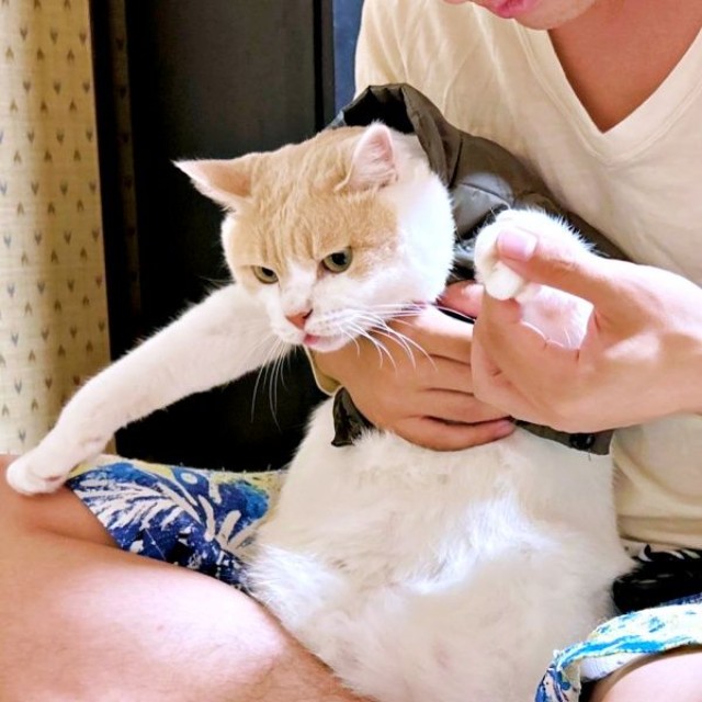 お兄ちゃんの膝上でフリーズ状態になるチョムスケくん（画像提供：あんしゃろちょむさん）